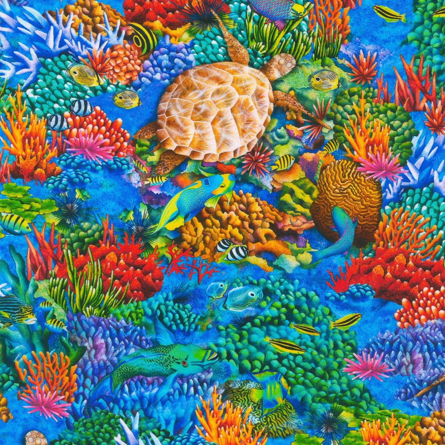 Tropical Canyon | Underwater Coral